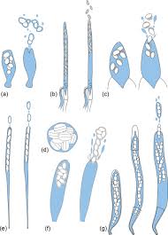 Attēlu rezultāti vaicājumam “Physarum obscurum spores”
