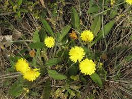 Attēlu rezultāti vaicājumam “Pilosella officinarum leaf”