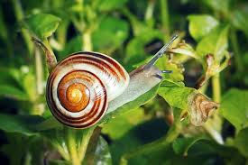 Attēlu rezultāti vaicājumam “Cepaea hortensis”