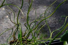 Attēlu rezultāti vaicājumam “Juncus effusus”