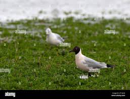 Attēlu rezultāti vaicājumam “Larus ridibundus adult”