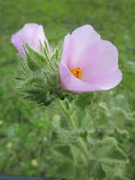 Attēlu rezultāti vaicājumam “Lycogala persicum young”
