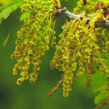 Attēlu rezultāti vaicājumam “Quercus robur male flower”