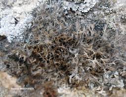 Attēlu rezultāti vaicājumam “Anaptychia ciliaris”