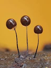 Attēlu rezultāti vaicājumam “Comatricha nigra macro”