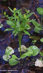 Attēlu rezultāti vaicājumam “Ranunculus elatior leaf”