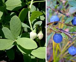 Attēlu rezultāti vaicājumam “Vaccinium uliginosum bud”