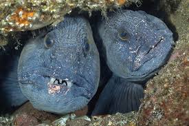 Image result for Anarhichas lupus