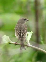 Attēlu rezultāti vaicājumam “Carpodacus erythrinus adult”