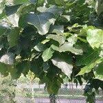 Attēlu rezultāti vaicājumam “Populus laurifolia”