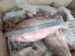 Image result for Rutilus caspicus