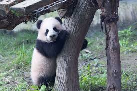 Résultat de recherche d'images pour "pandas"