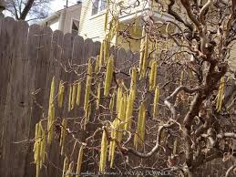 Attēlu rezultāti vaicājumam “Corylus avellana”