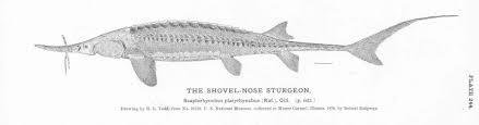 Image result for Scaphirhynchus platorynchus