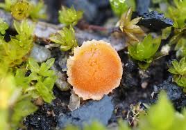 Attēlu rezultāti vaicājumam “Lamprospora tortulae-ruralis”