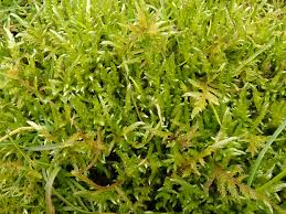 Attēlu rezultāti vaicājumam “Brachythecium rivulare”