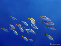 Image result for Pseudocaranx dentex