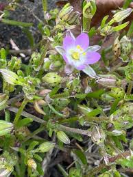 Attēlu rezultāti vaicājumam “Spergularia marina leaf”
