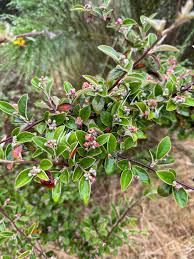 Attēlu rezultāti vaicājumam “Cotoneaster multiflorus leaf”