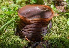 Attēlu rezultāti vaicājumam “Sarcosoma globosum”