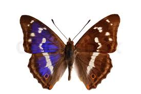 Attēlu rezultāti vaicājumam “Apatura iris female”