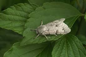 Attēlu rezultāti vaicājumam “Acronicta leporina”