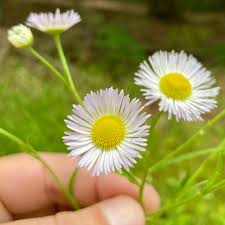 Attēlu rezultāti vaicājumam “Erigeron annuus flower”