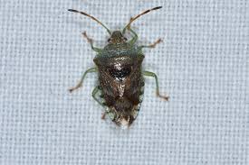 Attēlu rezultāti vaicājumam “Elasmucha grisea imago”