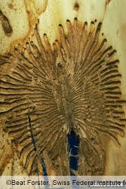 Attēlu rezultāti vaicājumam “Scolytus scolytus, Scolytus multistriatus”