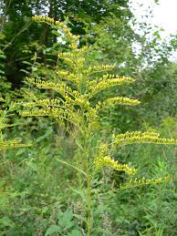 Attēlu rezultāti vaicājumam “Solidago canadensis flower”