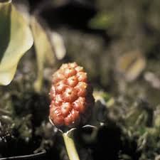 Attēlu rezultāti vaicājumam “Calla palustris fruit”