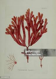 Attēlu rezultāti vaicājumam “Ceramium sp.”