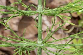 Attēlu rezultāti vaicājumam “Equisetum arvense”