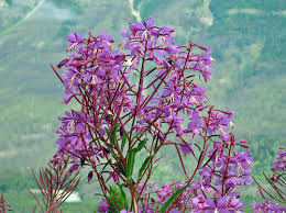 Image result for Epilobium angustifolium