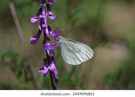 Attēlu rezultāti vaicājumam “Leptidea sinapis underside”