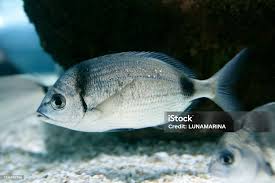 Image result for Diplodus vulgaris