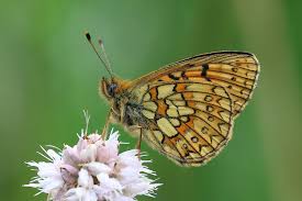 Attēlu rezultāti vaicājumam “Boloria eunomia underside”