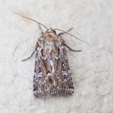 Attēlu rezultāti vaicājumam “Lycophotia porphyrea”