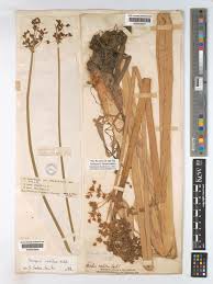 Attēlu rezultāti vaicājumam “Schoenoplectus lacustris subsp. glaucus fruit”