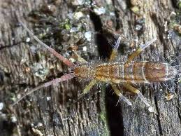 Attēlu rezultāti vaicājumam “Orchesella flavescens”