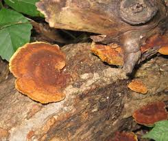 Attēlu rezultāti vaicājumam “Phellinus”