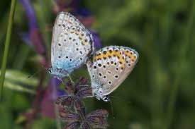 Attēlu rezultāti vaicājumam “Plebejus argyrognomon”
