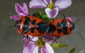 Attēlu rezultāti vaicājumam “Eurydema dominulus”