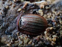 Attēlu rezultāti vaicājumam “Licea testudinacea macro”