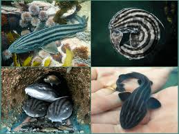 Image result for Poroderma africanum