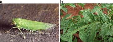 Attēlu rezultāti vaicājumam “Empoasca sp.”