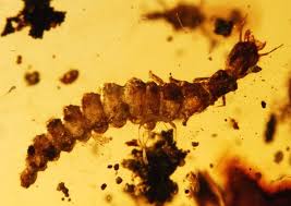 Attēlu rezultāti vaicājumam “Raphidioptera larva”