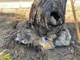 Attēlu rezultāti vaicājumam “Badhamiopsis praetermissa spores”