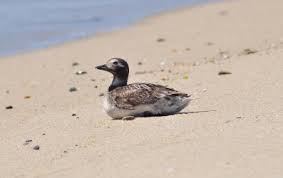 Attēlu rezultāti vaicājumam “Clangula hyemalis”