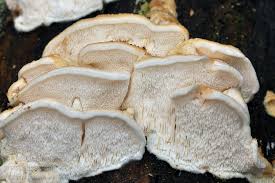 Attēlu rezultāti vaicājumam “Postia fragilis”